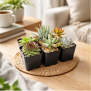 Special Sale! Get 15% Off At Succulents Box